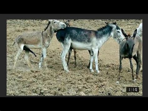 Donkey to donkey mating - Reproductive behaviours. Sexual behaviour is often more exaggerated in the donkey and stallion-like behaviour may persist in the male donkey after castration. It is recommended that, unless being used for breeding, all male donkeys are castrated between 6 and 18 months of age. Females will start cycling regularly between 10 and 22 months …